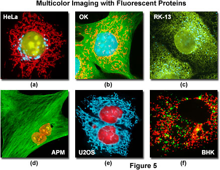 www_microsystemy_ru_articles_Choosing_Objectives_for_Fluorescent_Protein_Imaging