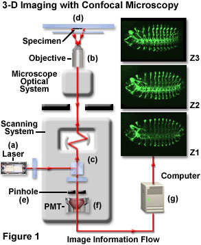 www_microsystemy_ru_articles_Critical_Aspects_of_Confocal_Microscopy