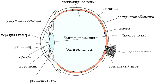 Способы определения поля зрения с помощью компьютерного периметра