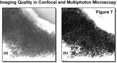 www_microsystemy_ru_articles_Fundamentals_and_Applications_in_Multiphoton_Excitation_Microscopy_Part_2