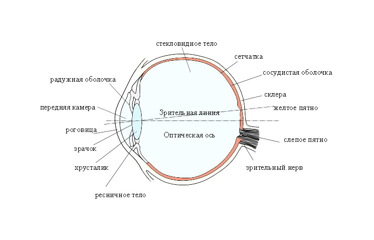 Глаз как оптическая система - Микросистемы