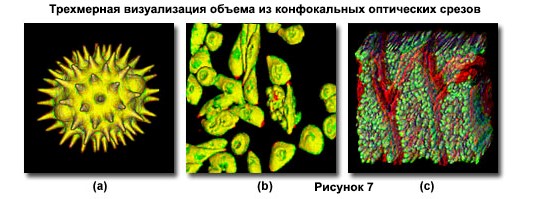 konfokalnaya-mikroskopiya-primery-trekhmernoe картинка