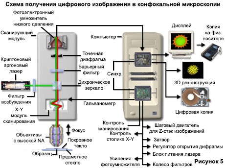 konfokalnaya-mikroskopiya-skhema картинка